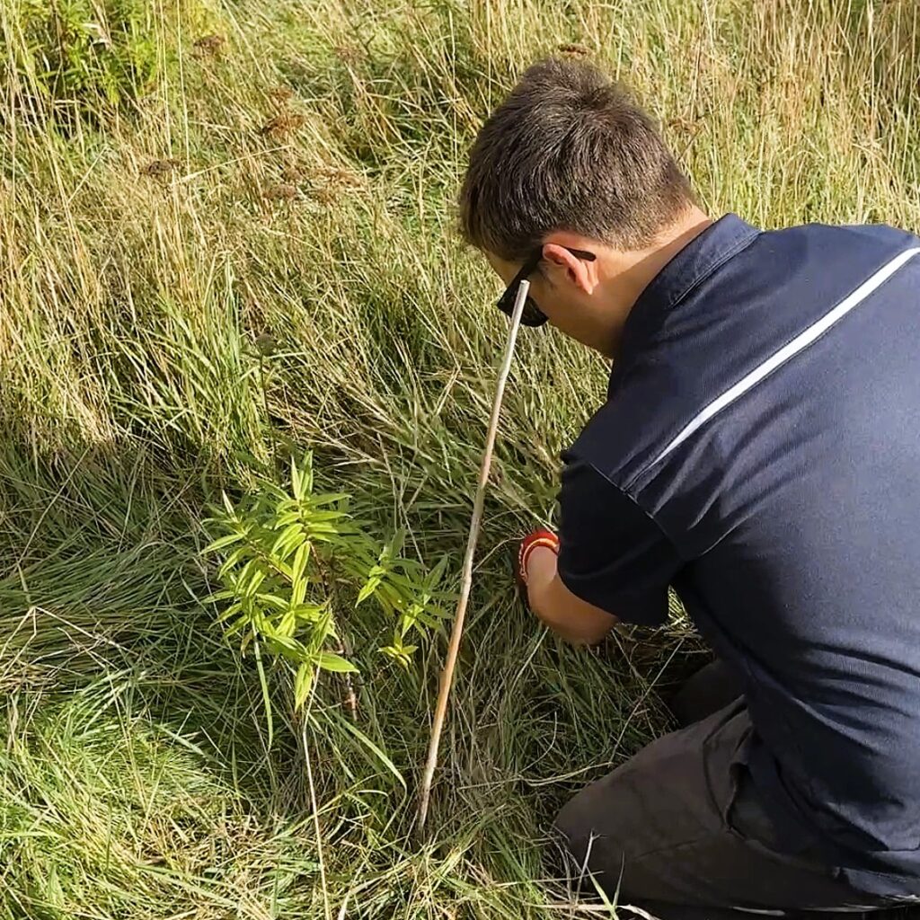 Clearing and mulching around young native plants